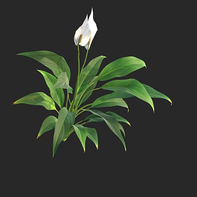Fresh Green Leafy Plant With White Flower And Lush Foliage 3d model
