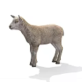 Adorable Grey Lamb Standing On White Background With Soft Shadow