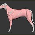 Medical Device Anatomical Model Displaying Canine Muscle Structure for Veterinary Education