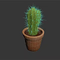 Healthy Green Cactus Growing in Orange Terracotta Pot on Dark Background