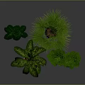 Various Green Indoor Plants With Lush Foliage In Decorative Potted Containers