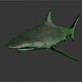 Detailed Shark Figure With Pointed Dorsal Fin Grey Skin And Shiny Reflections