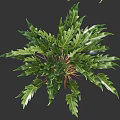 Different Types Of Green Shrubs With Lush Foliage And Varied Leaf Shapes