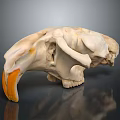 Detailed Animal Skull Organ With Large Orange Canine Teeth And White Bone Structure