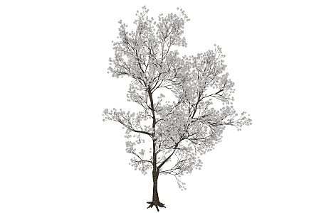 tree plant outdoor tree 3d model