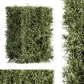 Green Shrubs In Various Shapes For Outdoor Garden Landscaping Design