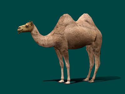 Brown Two Hump Camel Isolated on Green Background in Realistic Render 3d model