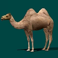 Brown Two Hump Camel Isolated on Green Background in Realistic Render