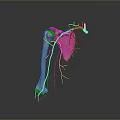 Medical Device 3D Anatomical Model of Human Bone with Blood Vessels