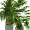 Different Green Potted Plants with Large Leaf Palm Small Shrubs in Woven White Gray Pots