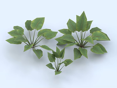 Three Clusters of Green Leafy Plants with Large Broad Leaves for Indoor Decor 3d model