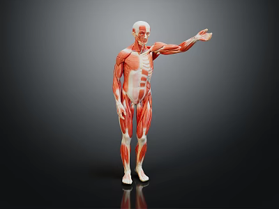 Anatomical Medical Device Human Muscle Model as Anatomy Teaching Tool for Education 3d model
