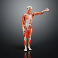 Anatomical Medical Device Human Muscle Model as Anatomy Teaching Tool for Education