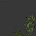 Two Green Plants with Feathery Leaves and Tall Leafy Structure on White Background