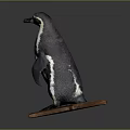 Realistic Mounted Taxidermy Penguin Standing In Natural Posture On Polished Wooden Base