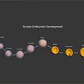 Human Embryonic Development Stages Showing Organ And Hair Formation Process