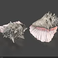 Elegant Decorative Ornament Set With Spiked Conch Shells Pink Interior Gray Exterior Tabletop