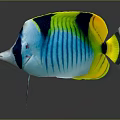 Vibrant Butterflyfish With Blue Yellow Black Striped Body On Dark Background With Reflection