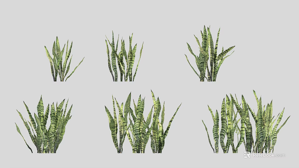 Shrubs With Various Green Striped Leaves And Upright Cluster Growth Formations 3d model 