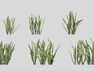 Shrubs With Various Green Striped Leaves And Upright Cluster Growth Formations 3d model