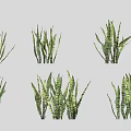 Shrubs With Various Green Striped Leaves And Upright Cluster Growth Formations