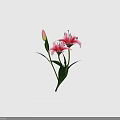 Fresh Blooming Pink Lilies with Green Stems Leaves and Unopened Bud
