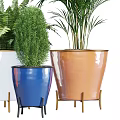 Various Types of Bonsai Potted Plants in Colorful Ceramic Pots for Indoor Decor