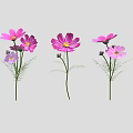 Pink and Purple Cosmos Flowers with Blooming Blooms Buds Green Stems and Fern Leaves