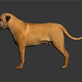 Brown Mastiff Dog Standing On Dark Reflective Floor In Studio 3d model