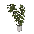 Bonsai Potted Plant with Large Green Leaves in White Ceramic Pot