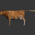 Three Cows Standing On White Background With Brown Black And White Spotted Colors