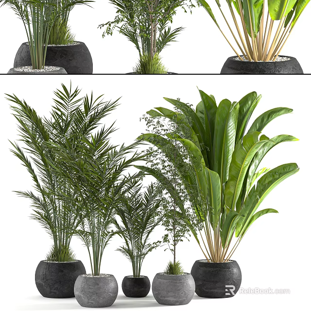 Indoor Potted Plants With Feathery And Broad Leaves In Black Pots For Home Decoration 3d model 