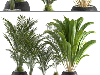 Indoor Potted Plants With Feathery And Broad Leaves In Black Pots For Home Decoration 3d model