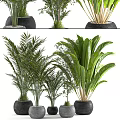 Indoor Potted Plants With Feathery And Broad Leaves In Black Pots For Home Decoration