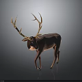 Brown Deer With Majestic Antlers Standing On Dark Reflective Surface In Studio
