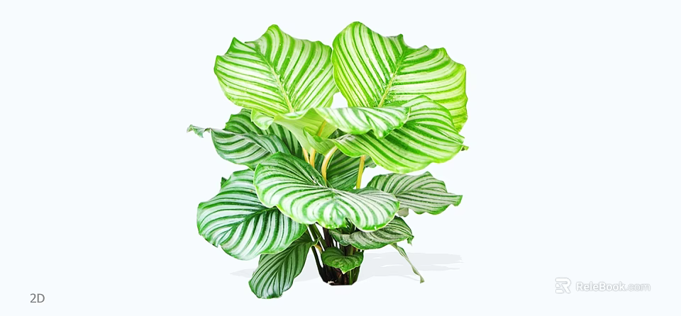 Indoor Shrub With Green And White Striped Leaves For Home Decoration 3d model 