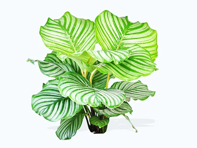 Indoor Shrub With Green And White Striped Leaves For Home Decoration 3d model