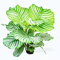 Indoor Shrub With Green And White Striped Leaves For Home Decoration