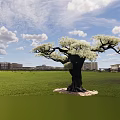 Tall Tree with White Blossoms Spreading Branches Dark Trunk in Green Grassland Under Blue Sky