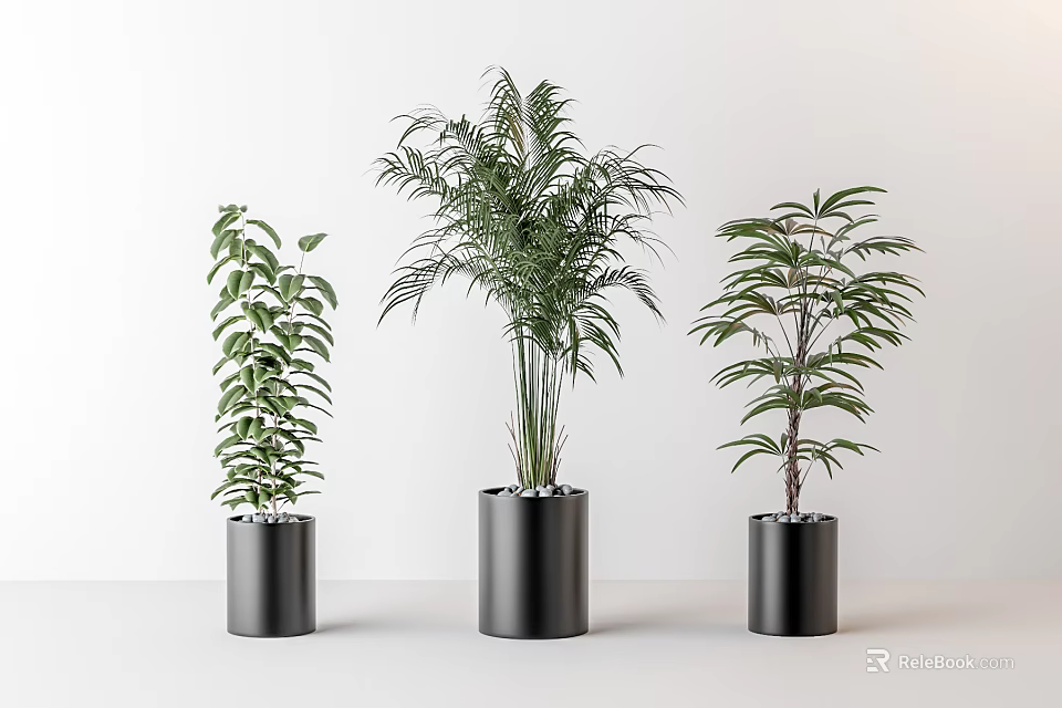 Three Green Potted Plants in Black Cylindrical Pots on White Background 3d model