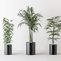 Three Green Potted Plants in Black Cylindrical Pots on White Background 3d model