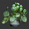 Lush Green Plant With Round Leaves In Transparent Glass Vase On Dark Background