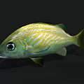 Colorful Yellow And Blue Striped Fish With Large Eyes Green Fins And Vibrant Scales