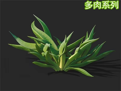 Healthy Green Succulent Plant With Long Wide Leaves And Lush Growth 3d model