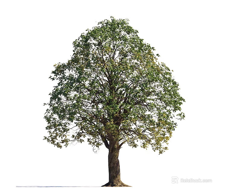 Isolated Arbor Tree With Lush Green Leaves And Strong Trunk On White Background 3d model 