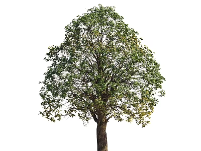 Isolated Arbor Tree With Lush Green Leaves And Strong Trunk On White Background 3d model