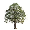 Summer Trees Trees Roadside Trees Street Trees Community Greening Landscape Trees Garden Greening Trees Poplar Trees Elm Trees 3d model