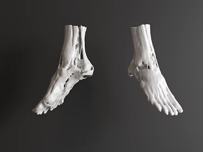 Detailed 3D Model of Human Foot Bones Showing Anatomical Structure and Joints 3d model