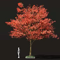 Tall Arbor Tree with Red Autumn Foliage Brown Trunk and Detailed Leaves Against Black Background