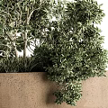 Lush Green Bonsai Potted Plants In Square Concrete Planters With Fresh Foliage